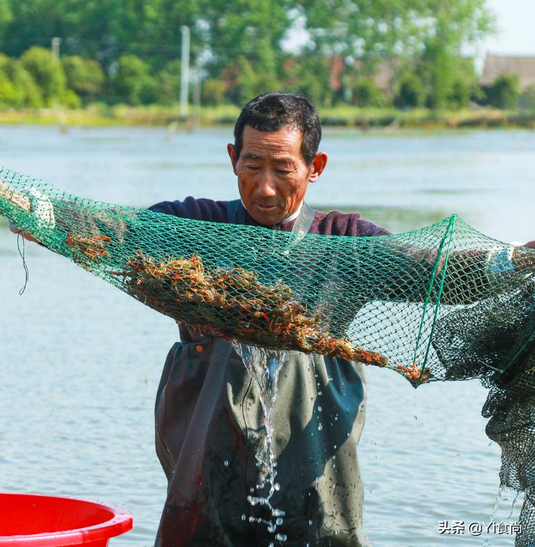李晨小龙虾虾尾,李晨麻辣虾尾做法视频