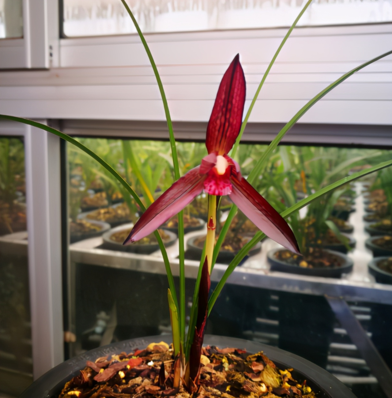 此兰被誉为“贵州第一红素”，红杆红花，兰香浓郁，新手也能养好