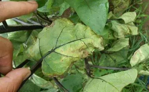 禁用粪肥有什么用,通知请不要随意丢垃圾