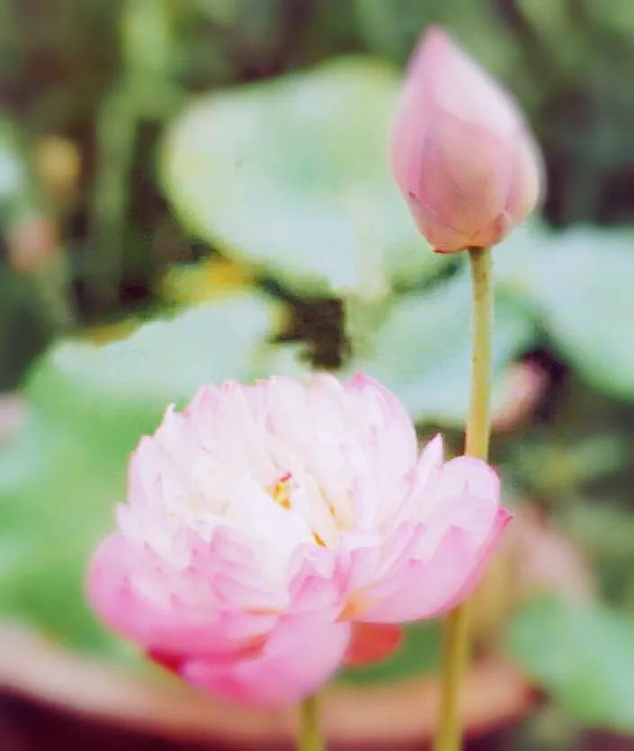 荷花品种大全及名称图片,荷花品种及名称大全图片
