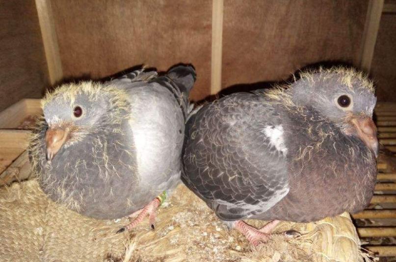 不要舍不得一定要舍得,幼鸽开家去别的鸽棚要不要淘汰