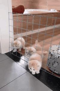 如何让猫咪不怕热,家里没空调猫该怎么办