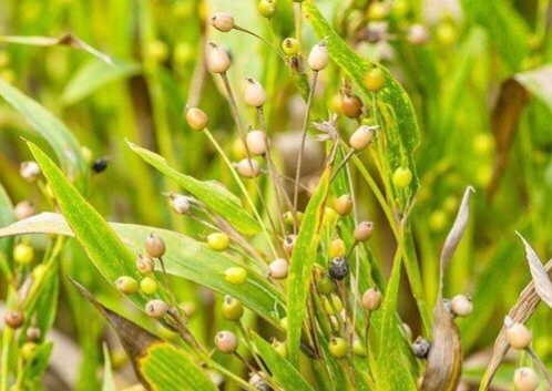 老玉豆种值钱吗,野外常见的豆子是什么