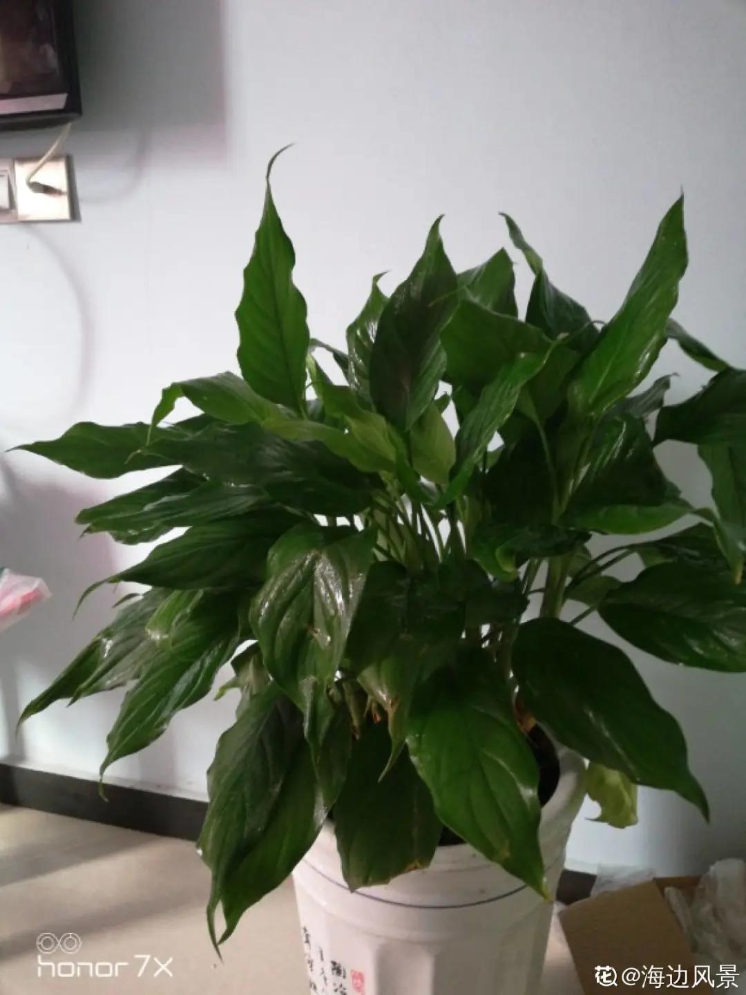 花盆里的小黑飞苍蝇怎么处理,家里养什么花最容易生小黑飞虫