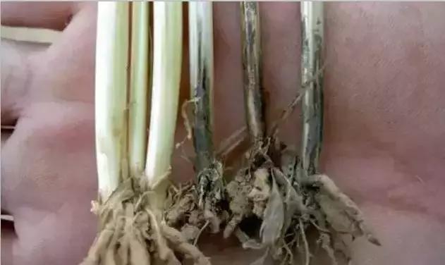 小麦弱苗黄苗如何进行补救,小麦发黄死苗怎么办