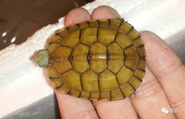 鉴赏花草模板,小青苗照片