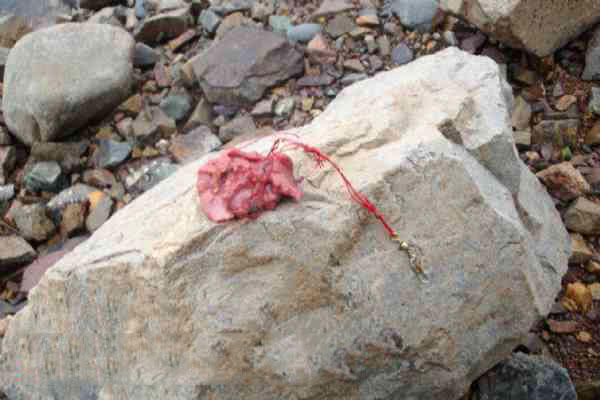 叉尾鮰鱼怎么处理,叉尾鮰的鱼的习性与钓法