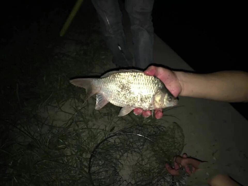 夏季夜晚钓大鲫鱼绝招最佳方法,夏天夜钓大鲫鱼心得
