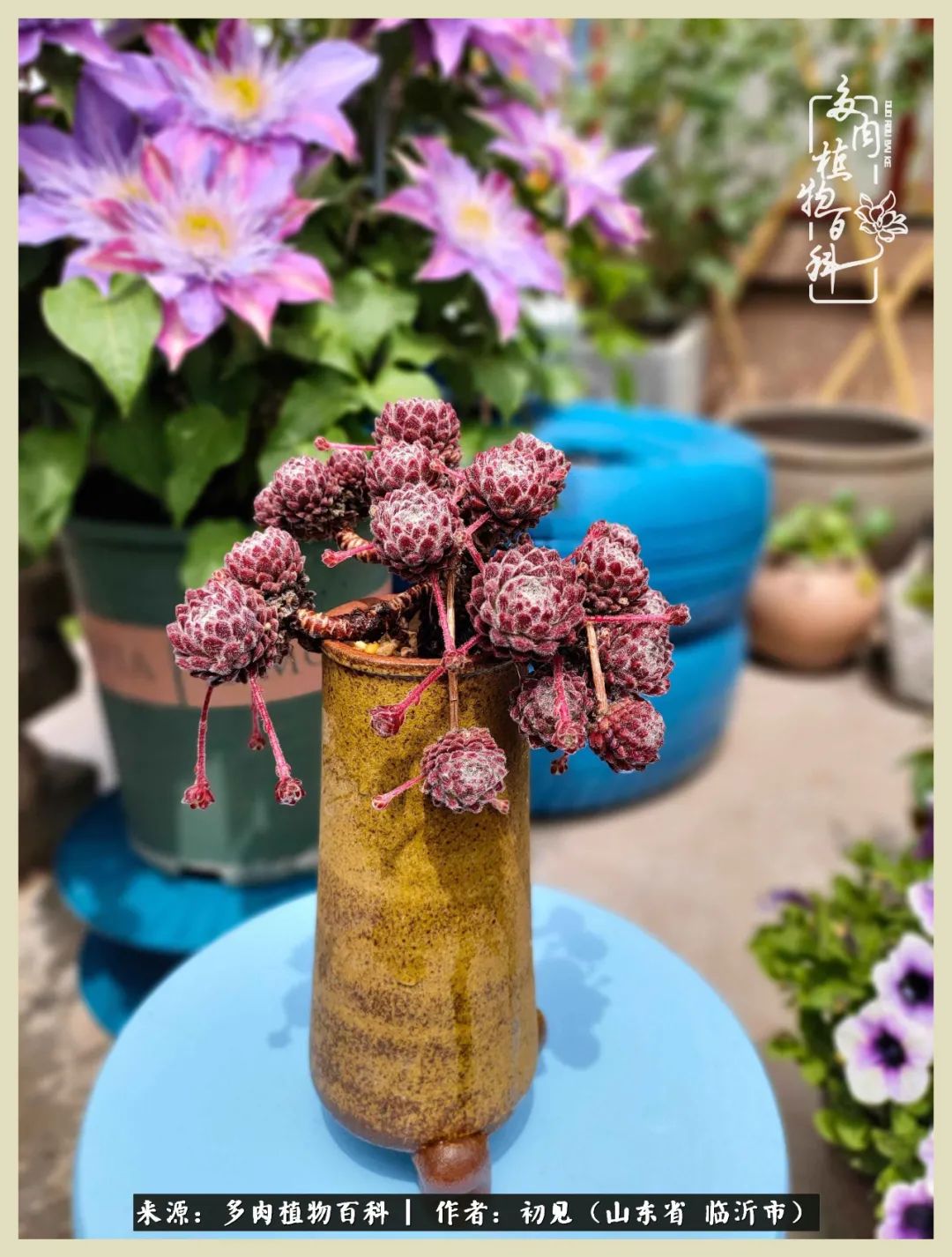 和多肉植物相伴,和多肉相处的心情