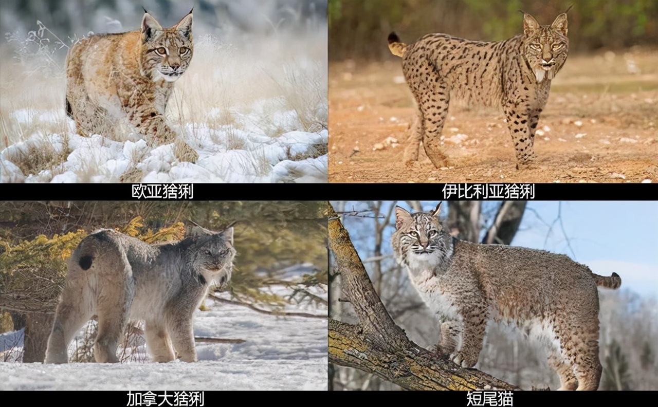 猞猁为何号称屠狼机器,猞猁屠狼机器