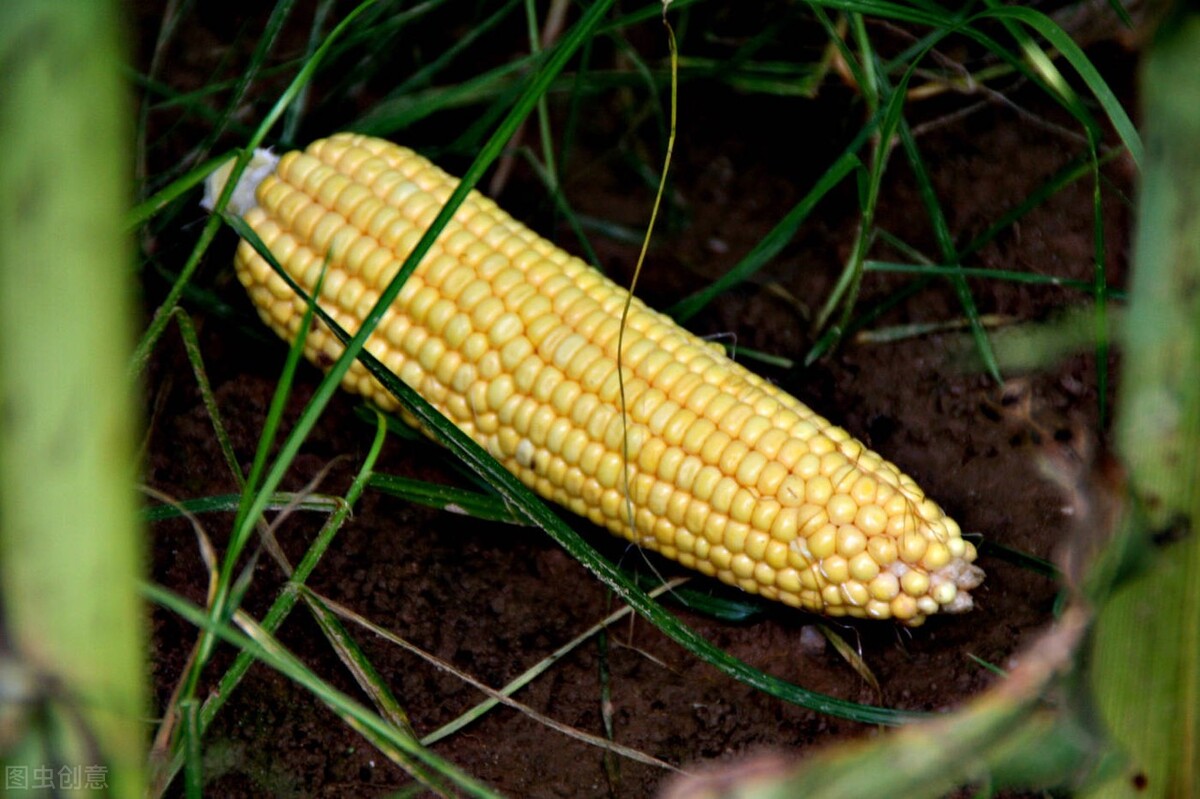 乡下表弟出奇招售卖玉米，赚钱买新手机，使用新方法卖出旧手机