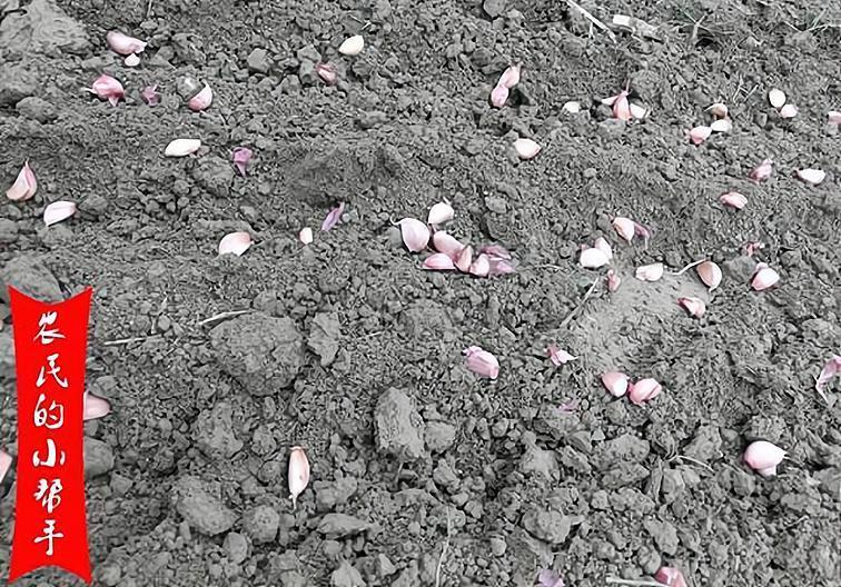 大蒜种植怎么才能高产,大蒜如何种植才高产量