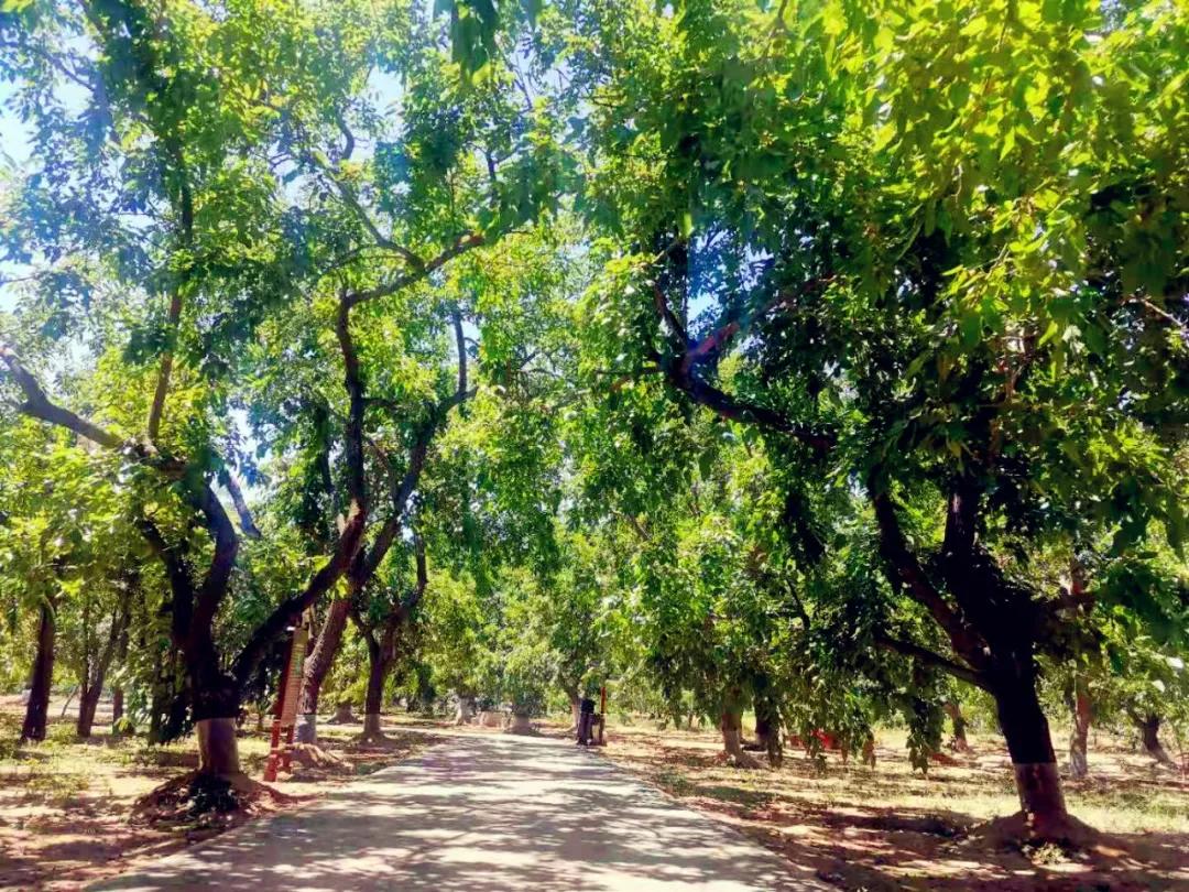 夏津古桑树文化遗产,千年古桑树