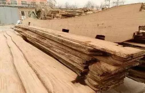 柴木是什么树种,柴木是什么