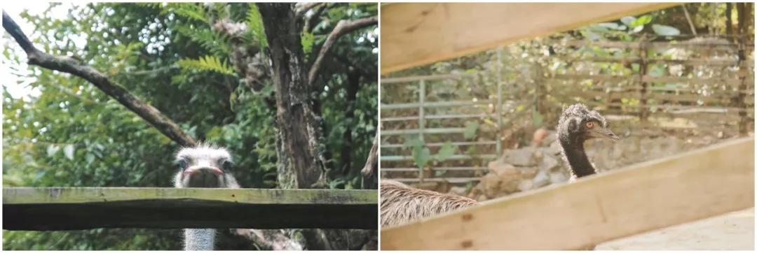 在动物园散步才是正经事|暴走福州