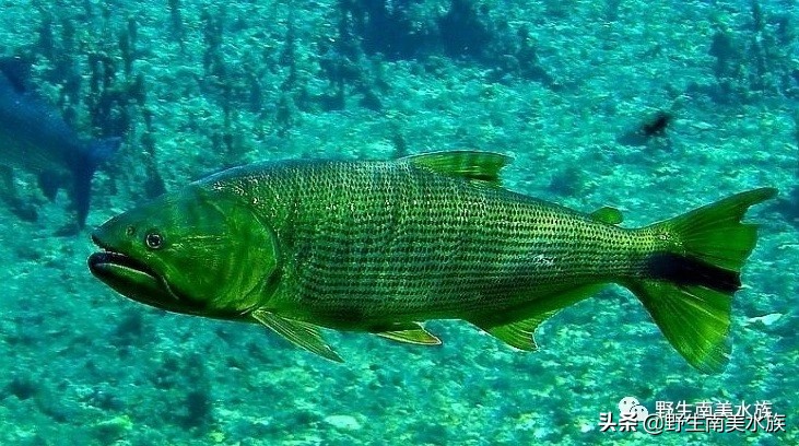 超大黄金河虎鱼,野生黄金河虎鱼