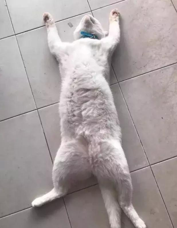 香港这家便利店的店长,靠着腮帮子走红了