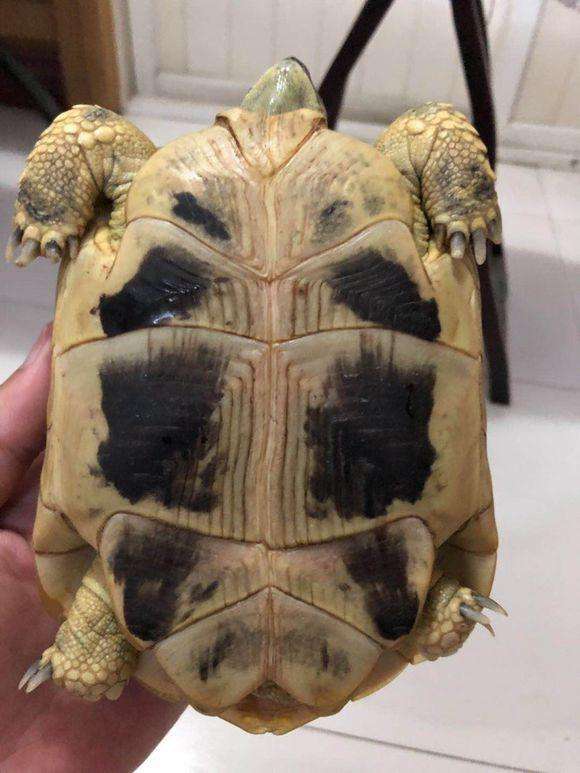 欧洲陆龟排酸吗,欧洲陆龟的图片