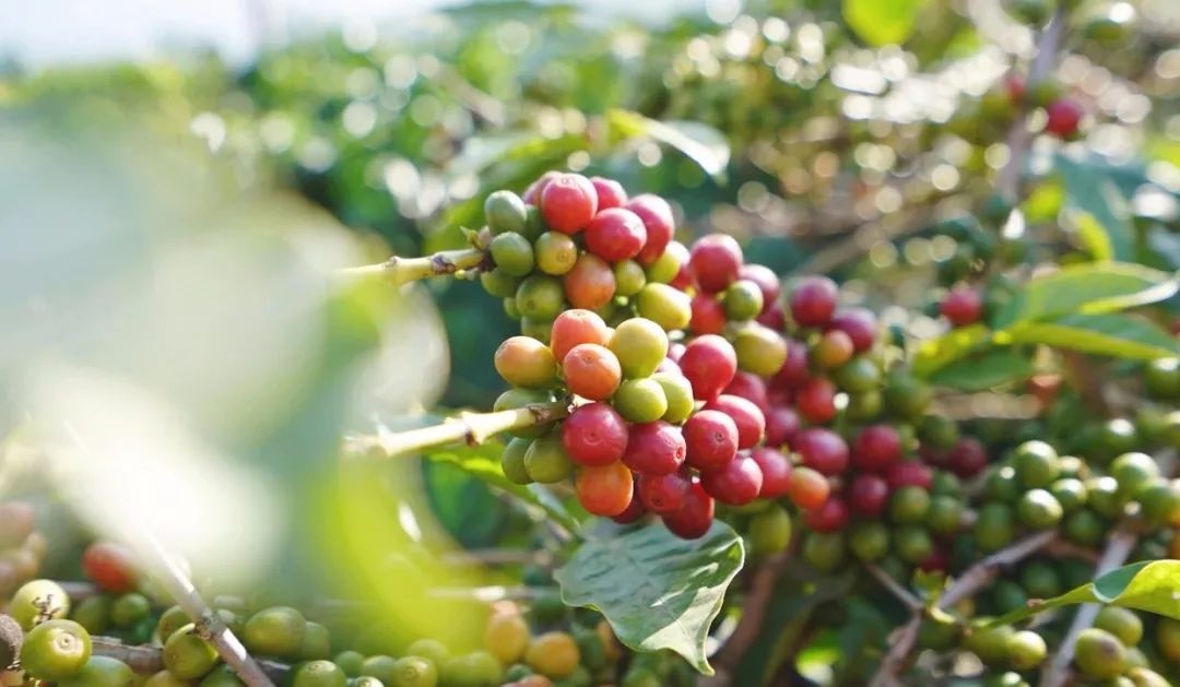 拼多多种卡布奇诺咖啡,拼多多多种国家咖啡