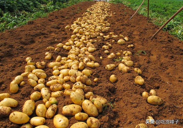 春天发芽的土豆吃了怎么办,春天吃土豆的危害