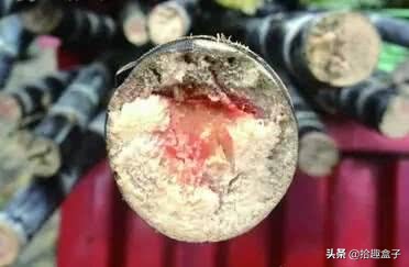 甘蔗来了,甘蔗来了完整版