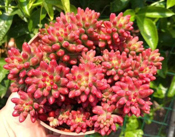 包菜多肉品种哪种最容易上色,什么多肉阳台养容易上色