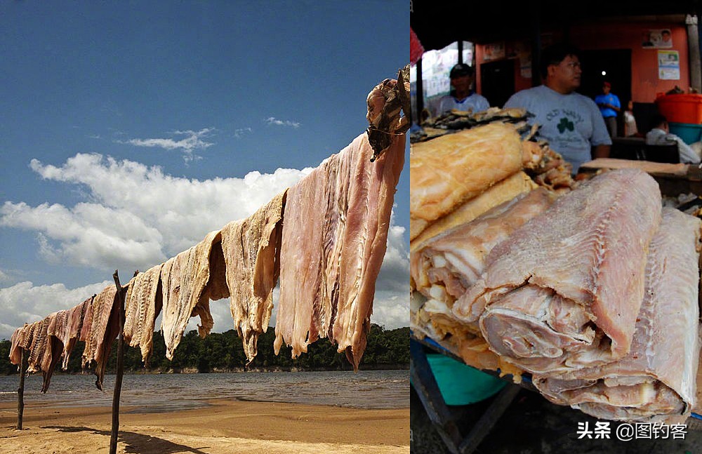 巨骨舌鱼的好奇心有多强,巴西巨骨舌鱼却濒临灭绝为什么