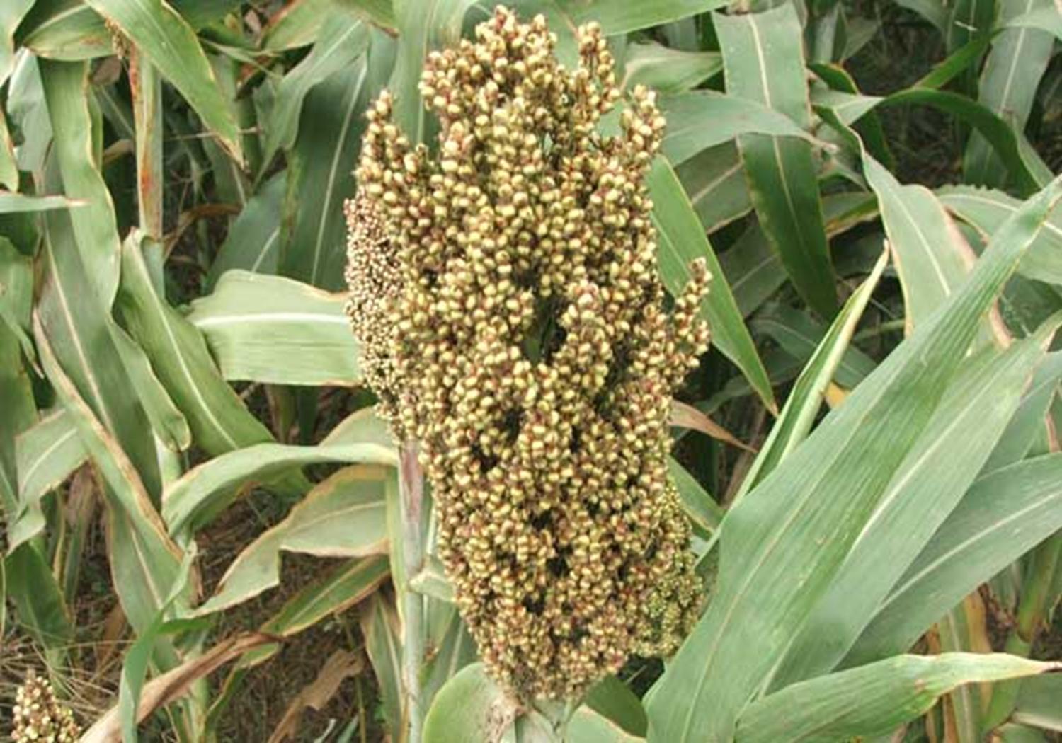 高粱的种植技术要点有哪些,春播高粱比夏播高粱高产吗