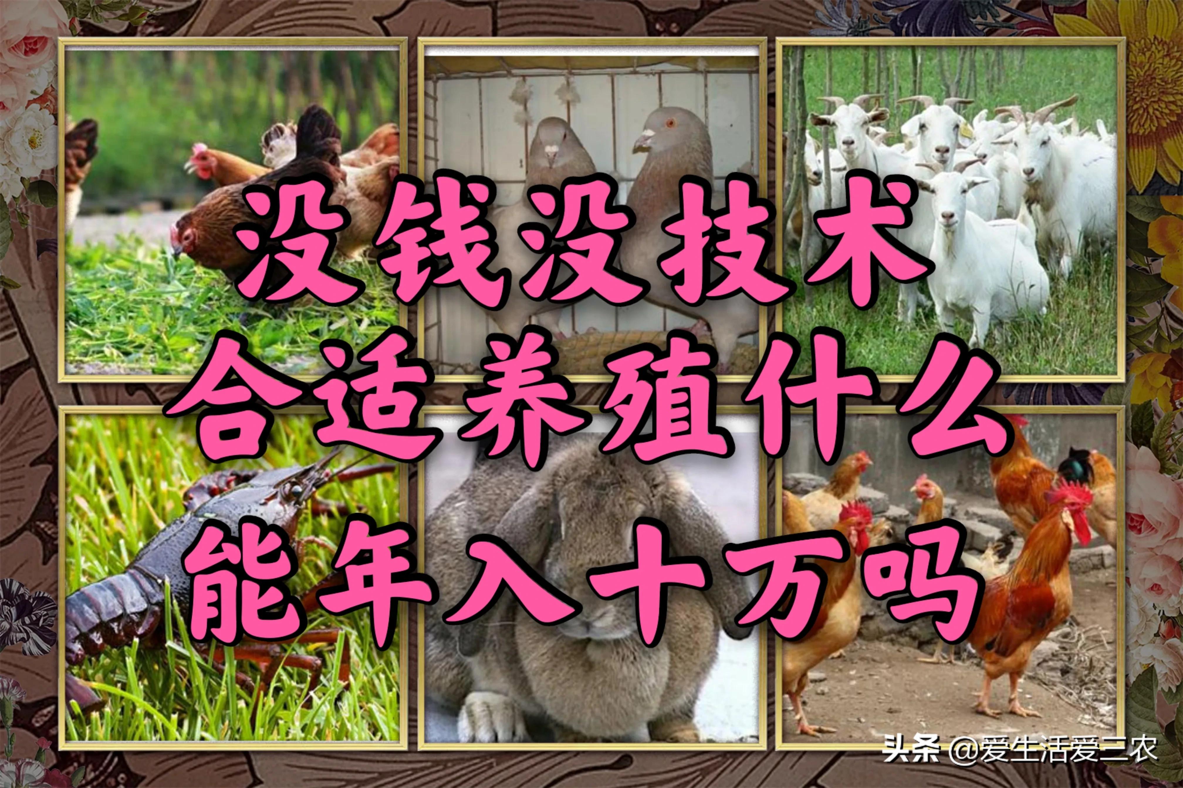 没有本钱搞哪些养殖业最好了,目前农村搞什么养殖业最好赚钱