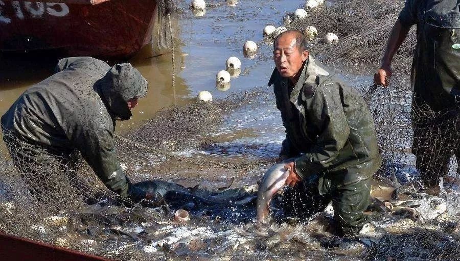 拉网出鱼视频,拉网出鱼