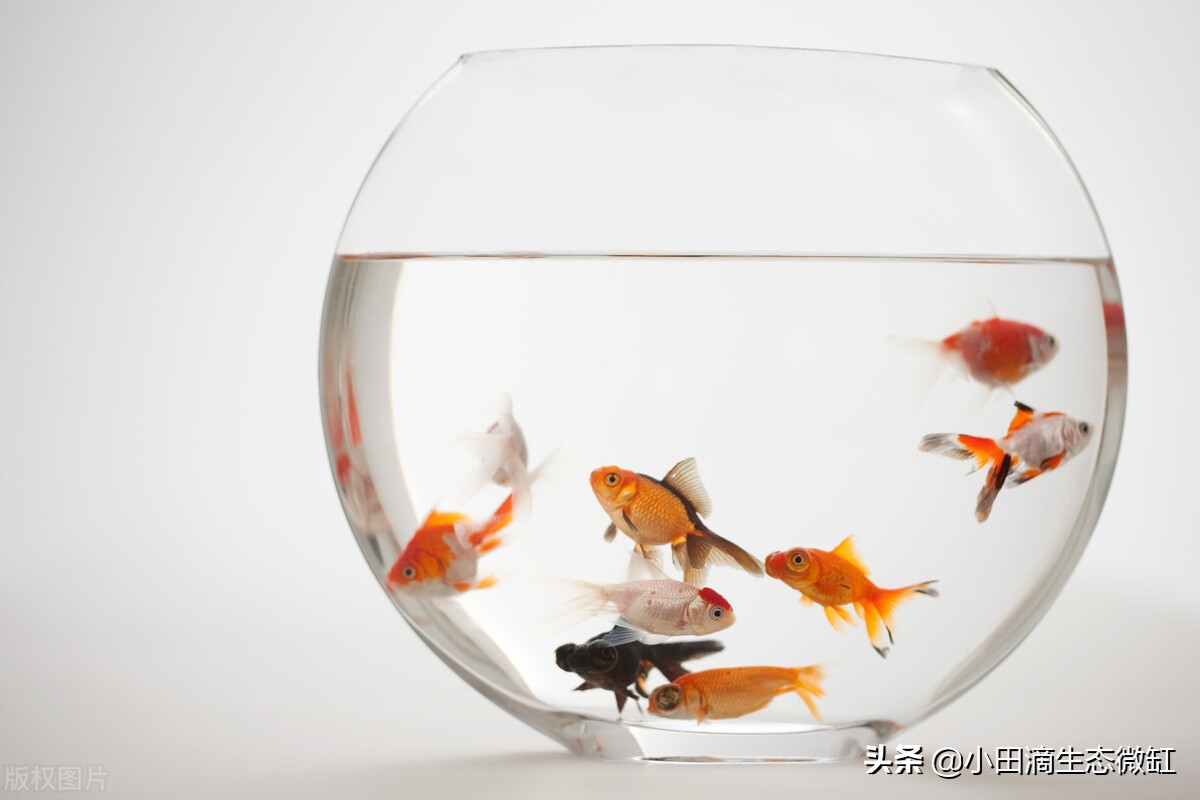 小鱼缸里面金鱼怎么养活,小鱼缸养金鱼的正确方法