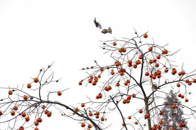 广东的秋天摄影,如何拍秋天风景照片