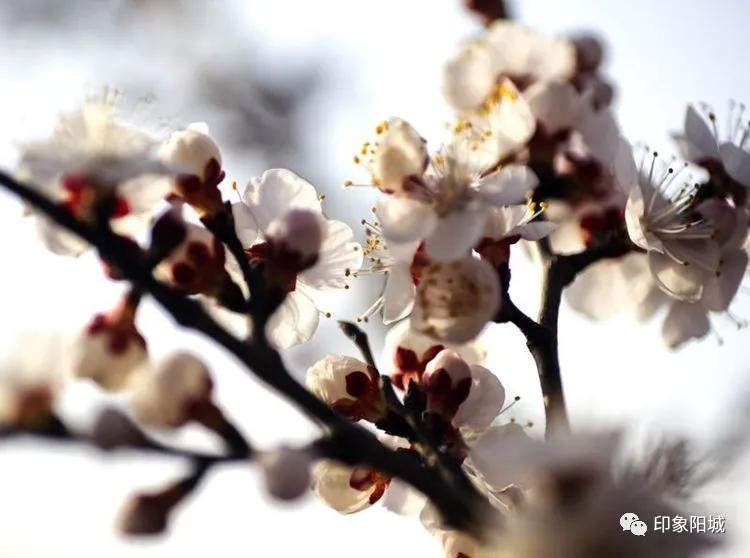 晋城哪里可以春游,晋城附近春游景点