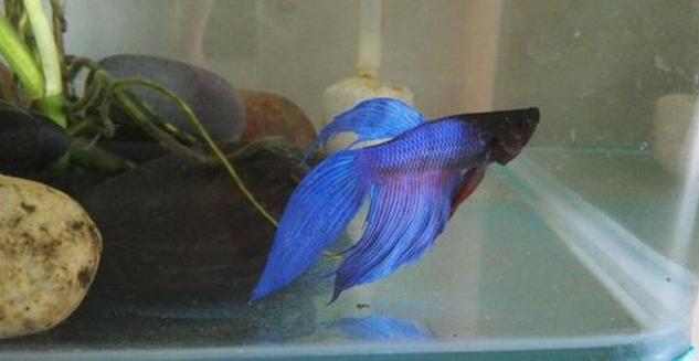 绿萝放鱼缸怎么养才能更旺盛,绿萝放在鱼缸里养怎么施肥