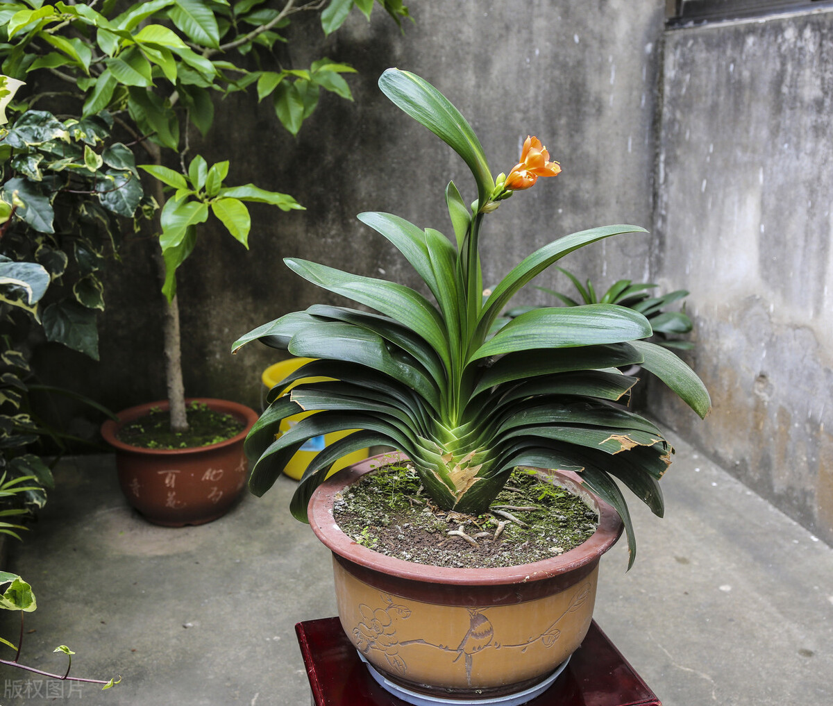 君子兰有六怕你知道吗,君子兰最怕的五种事情