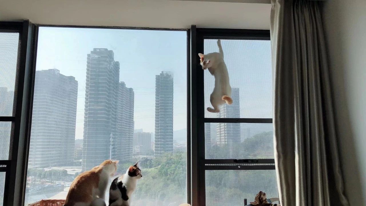 健康的猫不出门也会得猫瘟吗,完全不出门的猫会生病吗