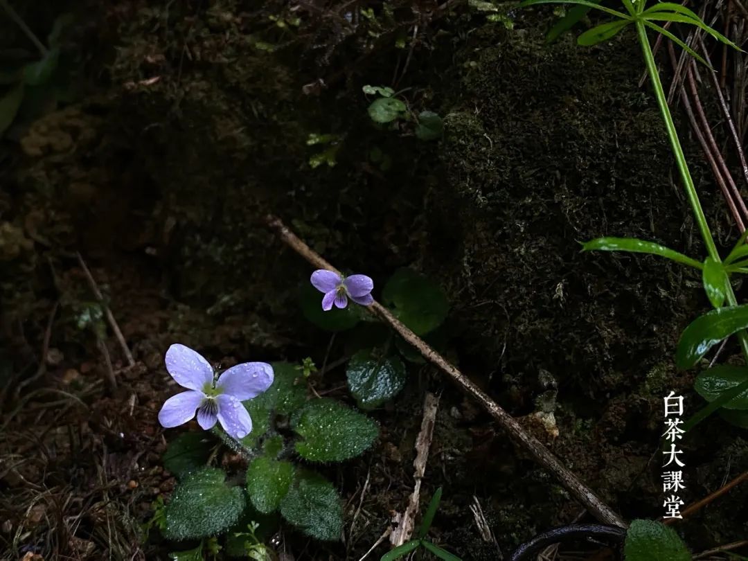 老白茶有霉味是什么原因,老白茶为什么越陈越香