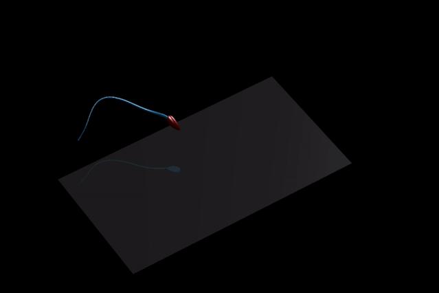 人类的精子是如何产生的,科学家们首次发现精子的运动规律