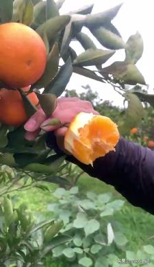 临近年关吃东西容易上火,就让这款小甜橙拯救一下