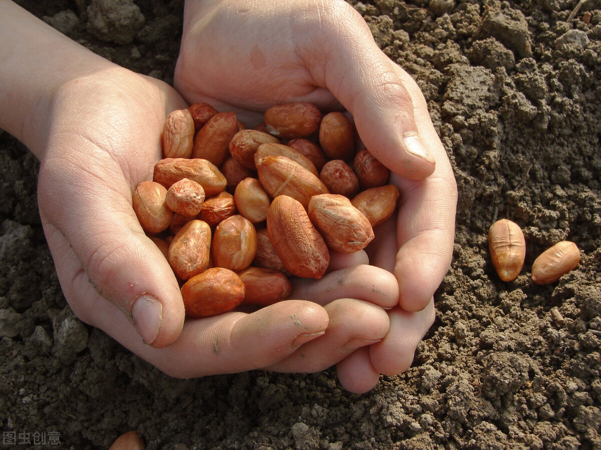 花生种植的秘诀,老一辈代代相传的花生种植方法