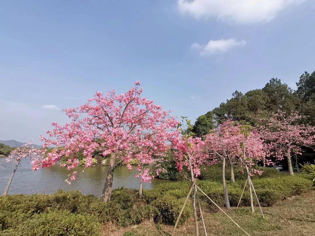 清远森波拉温泉晚餐,清远森波拉温泉度假村酒店报价