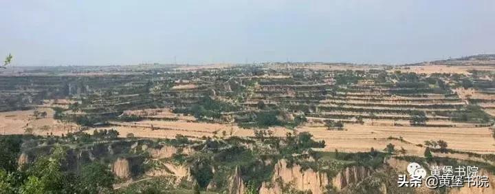 八河老槐树,柴库老槐树