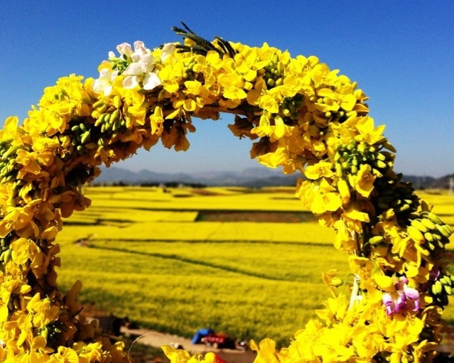 走进春天走进桃花盛开的地方,云南罗平金色花海之旅