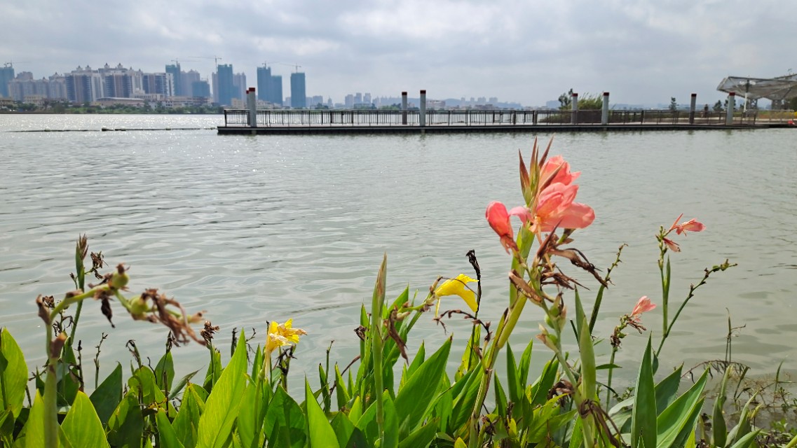 珠海井岸黄楊河湿地公园,20200927