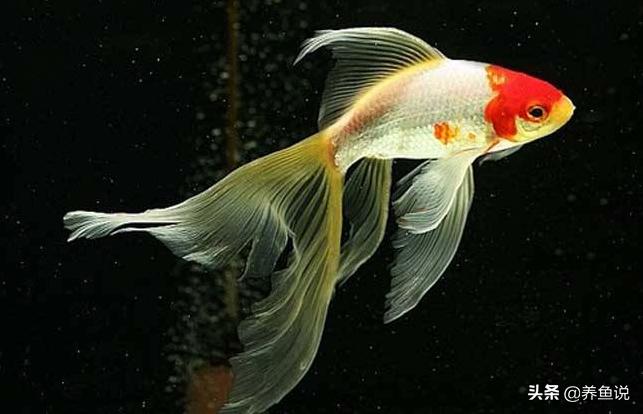 观赏鱼打氧多久合适,养观赏鱼需要加温吗