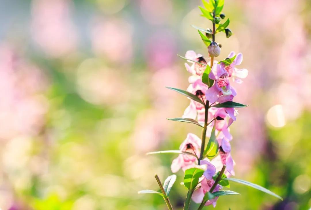 春日已至愿山河无恙人间皆安,愿山河无恙人间皆安的古诗句