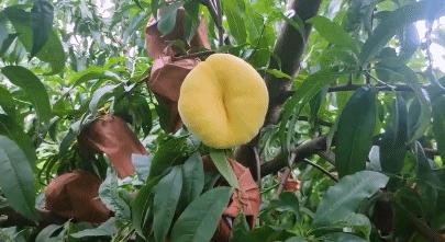 黄金蟠桃便宜,黄金蟠桃口感特别好价格实惠