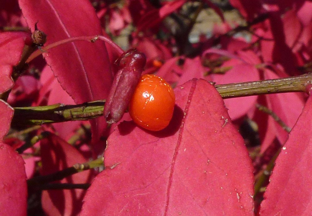 这5种植物的叶子到了秋天会变红色,适合种院子,有些能养成盆景
