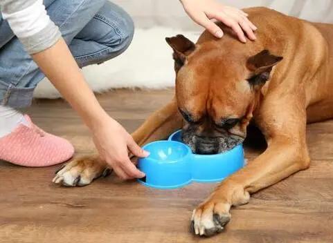 狗狗肠胃不好吃点什么食物比较好,狗狗不能吃的几种食物你了解多少