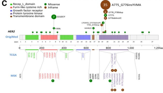 her2肺癌靶向药入集采了吗,肺癌her2靶向药治愈率